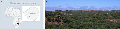 (Wszystkie podpisy z artykuu): A) Lokalizacja w parku narodowym Matopos w Zimbabwe. (B) Widok parku pokazujcy rozleg pokryw len z drzew mopane z formacjami skalnymi. Zdjcie: M. Stensmyr.