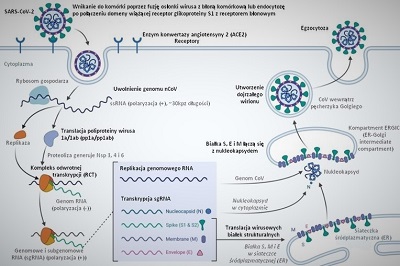 Replikacja wirusa SARS-CoV-2, Wikipedia (https://pl.wikipedia.org/wiki/Plik:Replikacja_wirusa_SARS-CoV-2_pl.jpg) 