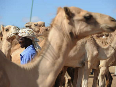 Farmer przybywa ze stadem wielbdów, by znale kupca na rynku Sayladah w Hargeisa, Somaliland, 29 padziernika 2012 r. Simon Maina/AFP/Getty Images