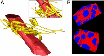 <span>Three-dimensional reconstructions of fungal networks surrounding muscle fibers. (A) A single fiber of an ant mandible adductor muscle (red) surrounded by 25 connected hyphal bodies (yellow). Connections between cells are visible as short tubes, and many cells have hyphae growing from their ends. Some of these hyphae have grown along and parallel to the muscle fiber (arrowhead in Inset). This reconstruction was created using Avizo software. See also Movie S1 and interactive 3D pdf (Fig. S3). (B) Two different projections of a 3D reconstruction showing several muscle fibers (blue) and fungal hyphal bodies (red) from the same area as seen in A. This reconstruction was created using a method (developed here) that uses a U-Net deep-learning model.</span>