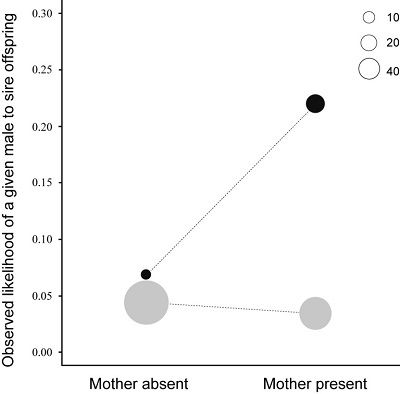 <span>Wykres 1 (z artykuu): Zaobserwowane przecitne prawdopodobiestwo posiadania potomstwa przez samca w obecnoci matki i jej nieobecnoci. Bonobo s przedstawione na czarno, a szympansy na szaro. Rozmiary kó reprezentuj liczb potomstwa. Ogólnie wysze prawdopodobiestwo samca do spodzenia danego potomka u bonobo jest spowodowane mniejsz liczb samców w grupie w porównaniu do szympansów.</span>