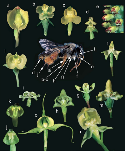 Figure 1. The Rediviva peringueyi pollination guild. Center, the oil-collecting bee R. peringueyi, arrows indicate pollinarium attachment sites of orchid species. (a) Pterygodium catholicum. (b) P. alatum. (c) P. caffrum. (d) P. volucris. (e) Corycium orobanchoides. (f) Disperis bolusiana subsp. bolusiana. (g) D. villosa. (h) D. cucullata. (i) D. circumflexa subsp. circumflexa. (j) P. inversum. (k) P. hallii. (l) P. platypetalum. (m) D. ×duckittiae. (n) P. cruciferum. (o) D. capensis var. capensis. Attachment sites f–i after Steiner. Pollinarium attachment sites are confirmed in a–g. Pollination and/or pollinarium attachment are predicted in h–o on the basis of floral features. R. peringueyi 5× life size, orchids 2× life size. Images e, h, k by Bill Liltved.
