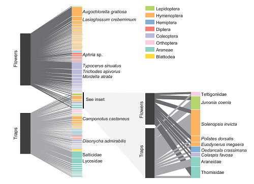 (From the paper): Figure 2: Quantitative network illustrating the extent of overlap between Dionaea muscipula prey and flower visitors. Only flower visitors that carried pollen are shown. In each network, block heights in the left bar represent the relative sample sizes of arthropods from flowers and traps; block heights in the right bar represent relative abundance of each taxon in the combined sample from traps and flowers. Taxa shared between traps and flowers are connected both to traps (light gray connections) and to flowers (dark gray connections); shared taxa are expanded in the inset. Data underlying the figure are deposited in the Dryad Digital Repository: http://dx.doi.org/10.5061/dryad.p8s64 (Youngsteadt et al. 2017).