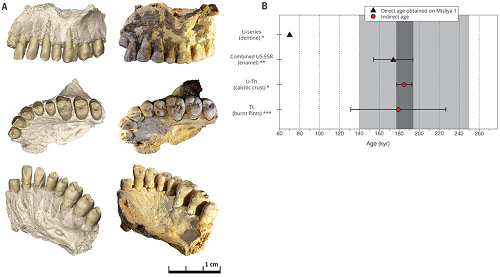 (A) Lateral, occlusal, and oblique views of the hemimaxilla from Misliya Cave. Left: The virtual reconstruction; all adhering matrix was removed using virtual techniques. The enamel caps of the teeth were removed to show the dentine surfaces (which were analyzed through landmark-based methods); right: the original specimen. (B) Overview of the dating results obtained at Misliya Cave. All ages are given at a 2σ confidence level. Key: (*) The U-series age on dentine and calcitic crust on the maxilla should be considered as a minimum age estimate for Misliya-1; (**) the combined US-ESR age should be regarded as a maximum age estimate for Misliya-1; (***) average TL date based on nine samples of burnt flint obtained from nearby squares (N12, L10; see Fig. 1). Dark gray: Age range for Misliya-1, based on dates obtained from the fossil (U-Th provides the minimum age and combined US-ESR the maximum age), is between 177 ky (=185 – 8 ky) to 194 ky (=174 + 20 ky). Light gray: Age range for the EMP period in the Levant (250 to 140 ky) based on the combination of TL dates obtained for Tabun Cave, Hayonim Cave, and Misliya Cave.