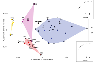 <span>Analysis 5. PCA of Procrustes-superimposed neurocranial landmarks and semilandmarks shared between Apidima 1 and Apidima 2, PC1 compared to PC2. H. sapiens (n = 23), Neanderthals (n = 6), MPE (n = 4), MPA (n = 5). Wireframes below and next to the plot illustrate shape changes along PC1 and PC2. Symbols as in Fig. 2.</span>