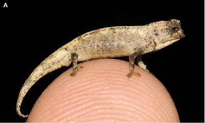 Najpierw zdjęcie, żeby pokazać jak jest mały. Powyżej jest dorosły samiec, “holotyp” (jeden zachowany osobnik, użyty do opisu i reprezentujący cały gatunek). Siedzi wygodnie na czubku palca. Zdjęcie: Frank Glaw, pierwszy autor artykułu.