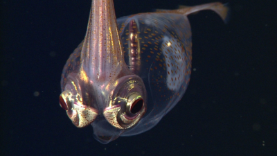 Galiteuthis. Credit: MBARI