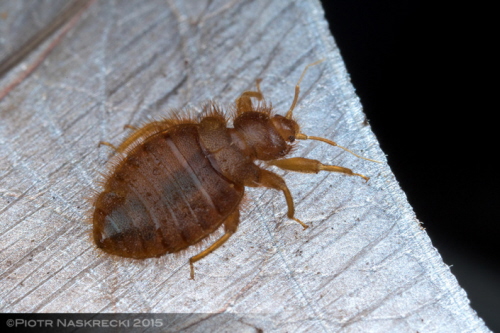 Afrykaska pluskwa nietoperza (Cacodmus villosus) na bonie skrzyda nietoperza bananowego (Neoromicia nana) (Park Narodowy Gorongosa, Mozambik)