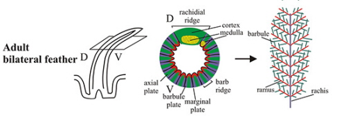 Rozwój pióra. Ilustracja w rodku jest przekrojem poprzecznym pierwotnego pióra, pokazanego po lewej stronie. ródo: Ng et al 2012. PLoS Genet 8(7): e1002748