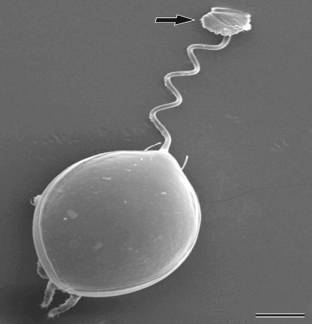 Deutonimfa roztocza Uropodina (Urobovella nova) odczepiona od swojego chrzszcza-wehikuu. Strzaka wskazuje miejsce przyczepienia do chrzszcza. Skala: 200 µm. Wzite z odnonika 3.