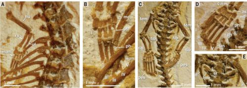 T. amplectus appendicular morphology. Fig. 4 from Martill et al. (2015).<br /> (A) Forelimb. (B) Manus. (C) Hindlimbs and pelvis. (D) Pes. (E) Pelvis. Abbreviations: fem, femur; fib, fibula; hu, humerus; il, ilium; lym, lymphapophysis; man, manus; mc, metacarpal; mt, metatarsals; ph, phalanges; ra, radius; sr, sacral rib; tib, tibia; ul, ulna; un, ungual.