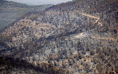 <span>Widok spalonych drzew po olbrzymich pożarach w górach Jerozolimy, 17 sierpnia 2021. (Yonatan Sindel/Flash90)</span>