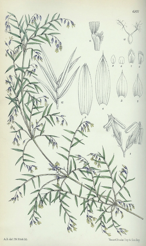 Ilustracja z 1885 r. pokazujca Chusquea abietifolia, z cyklem kwitnienia 32 lat. Gray Herbarium Library, Harvard University Herbaria