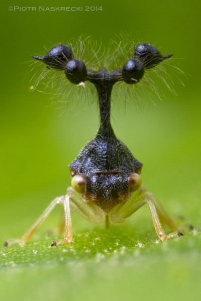 Nikt waciwie nie wie, do czego su dziwne struktury na gowie owada zgarbowatego Bocydium. Nie uywaj ich w zalotach i s do nieskuteczne w obronie.