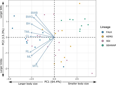 (From paper): Principal Components Analysis of linear morphometrics. BH, bill height; BWB, bill width at base; BWG, bill width at gonys angle; CL, culmen length; ML, manus length; MTL, middle toe length; RL, radius length; TML, tarsus length