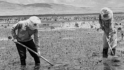 ydowscy osadnicy osuszaj moczary w dolinie Hula w latach 20. ubiegego wieku. Zdjcie:  KLUGER ZOLTAN