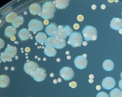 Bakterie rosn szybko i ewoluuj szybko.Zdjcie: HansN/Flickr