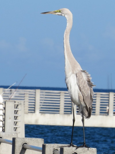 <span>Hybryda czapli modrej i czapli biaej, Fort de Soto Park, Pinellas County (Florida, USA), 17 sierpnia 2016 – copyright Dave Norgate (photo ID: 2976)</span>