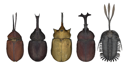 (From the Natural History Museum): An image comparing the different beetle morphologies as they relate to fighting mode compared to Walliserops. © Alan Gishlick