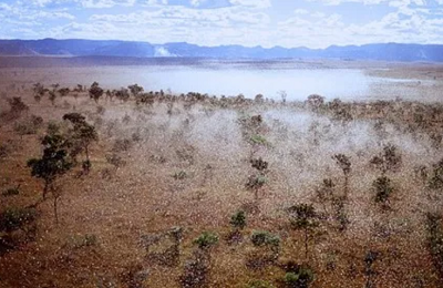 Rój szaraczy na Madagaskarze, malutki w porównaniu z tym, który nawiedzi Ameryk Pónocn w XIX wieku © Michel Lecoq, Wikimedia Commons.