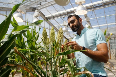 Dhruv Patel kontroluje modyfikowane rośliny w laboratorium.
