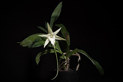 SECTION Angraecum..Distribution: E. & SE. Madagascar (29 MDG)..Homotypic Synonyms:.Aeranthes sesquipedalis (Thouars) Lindl., Bot. Reg. 10: t. 817 (1824)..Macroplectrum sesquipedale (Thouars) Pfitzer in H.G.A.Engler & K.A.E.Prantl (eds.), Nat. Pflanzenfam. 2(6): 234 (1889)..Angorchis sesquepedalis (Thouars) Kuntze, Revis. Gen. Pl. 2: 652 (1891)..Mystacidium sesquipedale (Thouars) Rolfe, Orchid Rev. 12: 47 (1904).