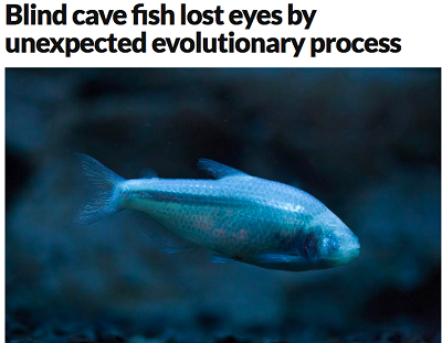 (Link do artykuu w New Scientist: https://www.newscientist.com/article/2150233-blind-cave-fish-lost-eyes-by-unexpected-evolutionary-process/ )