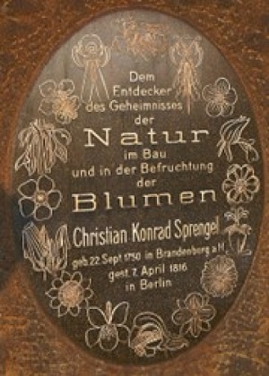 Pamitkowy kamie w berliskim Ogrodzie Botanicznym, wzorowany na okadce przeomowej pracy Spengela na temat rozmnaania rolin © Rüdiger, Wikimedia Commons.