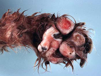 Owrzodzenia skórne u psa zainfekowanego glonami Prototheca; http://www.vetbook.org/wiki/dog/index.php/Prototheca_spp