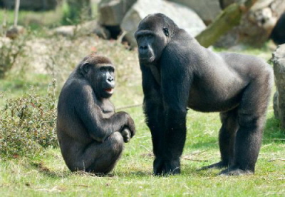 Samiec i samica goryla. Samice wa mniej wicej o poow mniej ni samce.