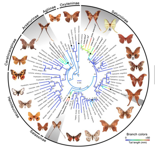 ML molecular phylogeny of saturniid moths showing multiple independent origins of hindwing tails. Filled black circles indicate origin of tails. Open circles indicate losses. Branch colors indicate length of hindwing tail from absent (blue) to >50 mm (red), based on Phytools continuous character evolution analyses. Numbers by branches are bootstrap values. Gray shading denotes groups that have spatulate tails and contain species with tail lengths greater than 37.5 mm (the average for A. luna, n = 10). The images of saturniid moths used in these experiments are labeled: (A) A. luna and (B) A. polypheumus. Bold type and asterisks denote species that have tails longer than 37.5 mm. In combination with our bat–moth interaction data, this phylogeny suggests that tails serving a clear anti-bat function have evolved 4 times. Three additional origins of very short tails, of uncertain function, are also apparent.