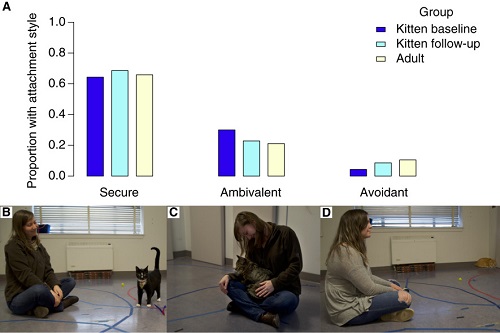 (Z artykuu): Rys. 1. Gówne style przywizania zaobserwowane przy wizi kot-czowiek. (A) Proporcja trzech gównych stylów przywizania zaobserwowanych u kociaków i dorosych kotów. (B) Kot z bezpiecznym przywizaniem. (C) Kot z niepewnym-ambiwalentnym przywizaniem. (D) Kot z niepewnym-unikajcym przywizaniem.