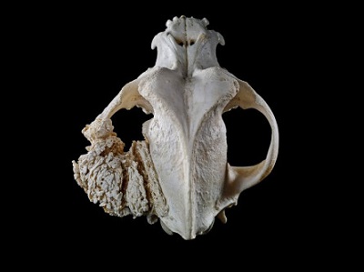 <span>Kostniakomisak psiej czaszki; Michael Frank, Royal Veterinary College, CC BY-NC 4.0, </span>https://wellcomecollection.org/works/zdb6h3sb