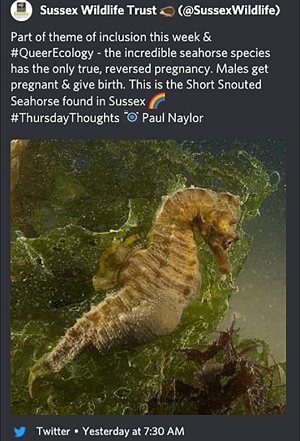 [Część tematu włączenia w tym tygodniu i & #QueerEcology – niewiarygodny gatunek, konik morski, z jedyną prawdziwie odwróconą ciążą. Samce zachodzą w ciążę & rodzą. To jest pławikonik znaleziony w Sussex]