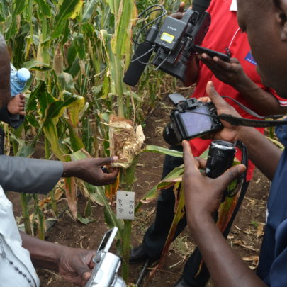 Dziennikarze ogldaj kukurydz zniszczon przez Papaipema nebris