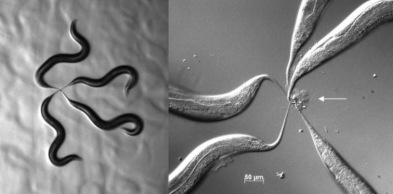 …robaki zaczy skleja si ogonkami (strzaka pokazuje tworzcy si z ogonków wze); CC BY 3.0; http://www.ncbi.nlm.nih.gov/pmc/articles/PMC3898767/