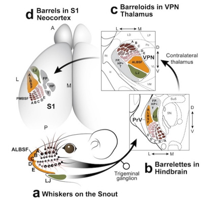 Ilustracja z Zembrzycki et al. Nature Neuroscience, Sierpie 2013, doi:10.1038/nn.3454