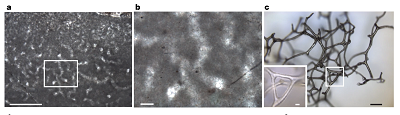(From Fig. 2 of the paper): a, Well-preserved vermiform microstructure exhibits a polygonal meshwork of anastomosing, slightly curved, approximately 30-μm-diameter tubules embedded in calcite microspar (KEC25). Scale bar, 500 μm. b, Enlarged rectangle from a, showing branching tubules forming three-dimensional polygons intersected at various angles by the thin section; clear calcite crystals, about 10–20 μm in width, fill tubules in groundmass of more finely crystalline calcite (dark grey). Scale bar, 50 μm. c, Three-dimensional fragment of spongin skeleton from a modern keratosan sponge, illustrating its branching and anastomosing network of fibres (incident light). Scale bars, 100 μm (main panel), 20 μm (inset).