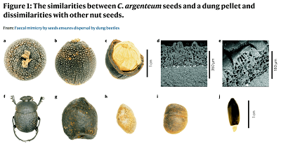 a–c, Vertical (a) and side (b) views of a C. argenteum seed as well as one that has been cracked open (c) showing the endosperm and thick woody inner seed-coat layer and the outer tuberculate layer which together form the husk. d,e, Scanning electron microscopy (SEM) of the outer, tuberculate layer and inner seed-coat, with white silicon granules at the boundary between the two layers. f, E. flagellatus. g, Bontebok faeces. h,i, Vertical (h) and side (i) views of an L. sessile seed. j, Cannomois grandis seed with white elaiosome.