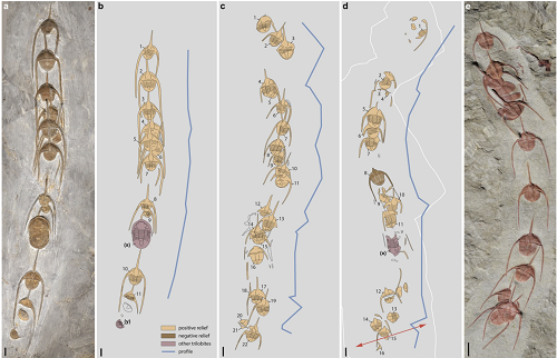 <span>Linear clusters of the raphiophorid trilobite Ampyx priscus Thoral, 193531, from the Lower Ordovician (upper Tremadocian-Floian) Fezouata Shale of Morocco (Zagora area). (a,b) AA.TER.OI.12 (see Supplementary Fig. 2a). (c) MGL 096727 (see Supplementary Fig. 5a). (d) AA.TER.OI.13 (see Supplementary Fig. 2b). (e) BOM 2461 (see Supplementary Fig. 2f). (a,e) are light photographs. Line drawings from photographs. Segmented blue lines in (b–d) join the central part of occipital rings of trilobites. Red arrows indicate the position of polished section in Fig. 3. Abbreviations are as follows: (x), Asaphellus aff. jujuanus (asaphid trilobite); (y), juvenile asaphid trilobite. Scale bars: 1 cm.</span>