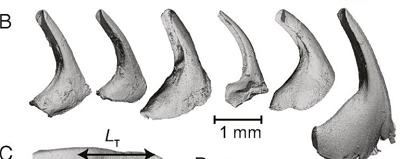 (Z artykuu): Jzyk kota z brodawkami. (A i B) Od lewej do prawej, (A) wycignite jzyki i (B) mikrotomografia brodawek kota domowego, rysia, pumy, nienego lamparta, tygrysa i lwa.