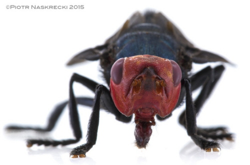 Osobliw cech morfologiczn much czerwonogowych jest brak przyoczek, które znajduj si na gowach innych much.