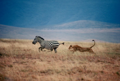 Lwica goni zebr w parku narodowym Serengeti w Tanzanii.Zdjcie: Mitsuaki Iwago, Minden Pictures/National Geographic