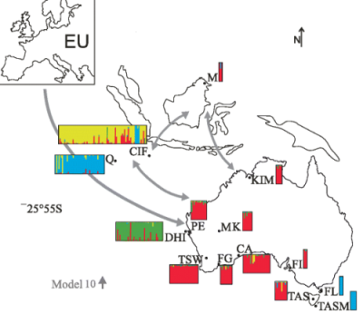Rys. 2 Koch i in. (2015). Mapa Australii, Azji Poudniowowschodniej i Europy z moliwymi trasami inwazji. Moliwe trasy inwazji kotów na mapie Australii i Azji Poudniowowschodniej z Europy (EU) w górnym, lewym rogu. Strzaki wskazuj trasy inwazji z najwikszym poparciem modelu filogeograficznego doboru (model 10 szare strzaki; dalsze szczegóy w Additional file 4: Rys. S3). Wykres STRUCTURE pokazuje pochodzenie (K = 4) wywnioskowane z danych mikrosatelitarnych sekwencji DNA dla ldu Australii, wysp Australii i Azji Poudniowowschodniej. Kady indywidualny kot jest reprezentowany przez jedn lini prost na wykresie dla kadej lokalizacji.