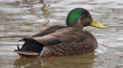 <span>Hybryda amerykaskiej brzówki i krzyówki, Ottawa River, Ottawa (Ontario, Kanada), 7 kwietnia 2016 – copyright Gordon Johnston (photo ID: 2787)</span>