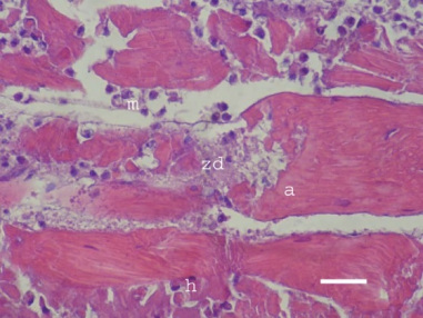 Martwicze, intensywnie róowe i obrzke komórki miniowe ogniskowo rozpadajce si i nacieczone zapalnie (fioletowe kropy biaych krwinek); https://www.revmedvet.com/artdes-us.php?id=1899