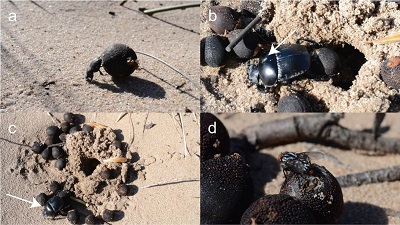 (a) Epirinus flagellatus rolling a Ceratocaryum argenteum seed; (b) Scarabaeus spretus rolling a seed (the arrow indicates a Sphaerocerid Lesser Dung Fly); (c) the large hole made by Scarabaeus spretus for burying several seeds (the arrow indicates the location of the Dung Beetle); and (d) a female Sarcophagid Fly on a seed. Midgley & White (2016).