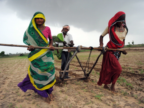  Sam Panthaky/AFP/Getty Images Mimo sensacyjnych nagówków gazetowych genetycznie modyfikowane uprawy s wielkim dobrodziejstwem dla farmerów w Indiach.