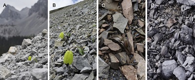 Plant Color Variation of Fritillaria delavayi among Populations