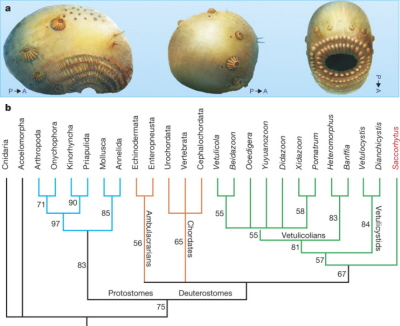 (from paper): a, Lateral, hind and ventral views. b, The most parsimonious tree (tree length, 96; consistency index, 0.6771; retention index, 0.8394; rescaled consistency index, 0.5683) arising from a matrix of 25 taxa and 61 characteristics. The values at nodes indicate bootstrap support greater than 50% (see Supplementary Information for details).